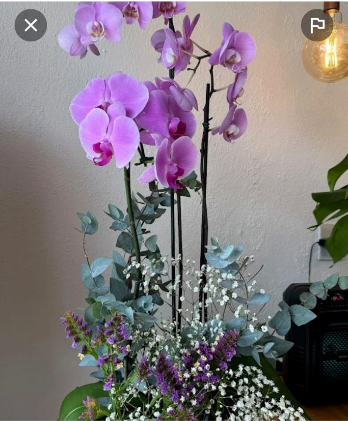 Orquídea